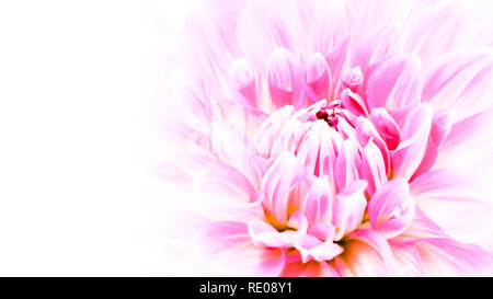 White and purple pink colourful dahlia flower macro photo with intense vivid colors in white wide empty background with negative space for text messag Stock Photo