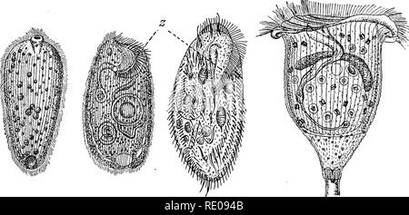 Protozoa Diversity Image, Image License