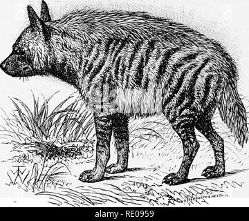. An introduction to the study of mammals living and extinct. Mammals. 542 CARNIVORA in shape, but with the marks of the hind feet conspicuously smaller than those of the fore feet. Unlike the Spotted Hysena, the Striped species appears to be solitary in its habits, and it is rare to meet with more than two together. The principal food of the Hyaena consists of the carcases of animals that have died of disease or been killed by beasts of prey, and very often it carries off portions of the body to its den. I once shot one that was carrying away the hind leg of a Nilghai. The powerful jaws and l Stock Photo