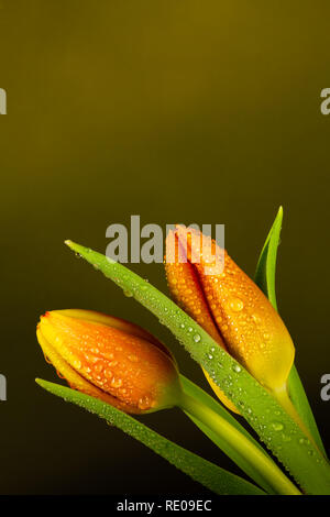Fresh vibrant Orange Tulips with water droplets,  on graduated plain green background Stock Photo