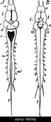 . Zoology for high schools and colleges. Zoology. NERVOUS SYSTEM OF VERTEBRATES. 373 Mid brain. Optic lobes, corpora blgemlna or quadrigemlna (meseD- ceplialon). Crura cerebri. Optic ventricle or Iter a tertio ad quartum ventrlculum. Hind brain. Cerebellum (with its ventricle and the pons varolii, form- ing the metencephalon). Medulla oblongata and fourth ventricle. The accompanying sketches represent the typical nervous system of an amphibian, which also resembles that of many fishes, and even the lower Reptilia. The spinal cord (Pig. 368) usually extends through the whole length of the spina Stock Photo