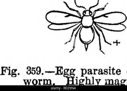 . Zoology for high schools and colleges. Zoology. Pig. 358.—An Ichnenmon-fly. Pig, 856.—Pear Slug, natural Bize, gnawing leaves, a, larva en- larged ; b, the fly.. parasite of Canker, ighly magnifled. The family of ants is remarkable for the differentiation of the species and the consequent complexity of the colony, the division of labor and the reasoning powers manifested by the workers and soldiers, which, with the males and females, constitute the ant-colony. Certain ants enslave other species ; have herds of cattle, the aphides; build complicated nests or formicaries (Fig. 361), tunnel bro Stock Photo