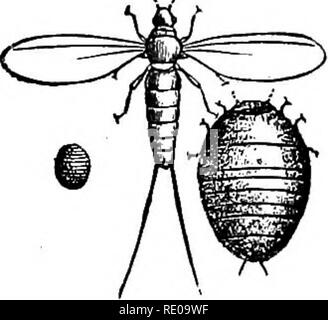 . Zoology for high schools and colleges. Zoology. 350 ZOOLOGY. The plant-louse (Pig. 330, Aphis mali Pabr.) is provided with two tubes on the hind-body from which honey-dew dropS) which attracts ants, wasps, etc. In summer the. Please note that these images are extracted from scanned page images that may have been digitally enhanced for readability - coloration and appearance of these illustrations may not perfectly resemble the original work.. Packard, A. S. (Alpheus Spring), 1839-1905. New York, H. Holt and Company Stock Photo