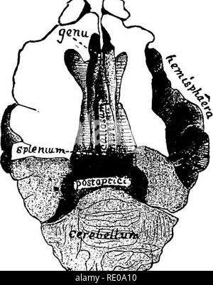 . Anatomical technology as applied to the domestic cat; an introduction to human, veterinary, and comparative anatomy. Cats; Dissection; Mammals. U2 ANATOMICAL TECHNOLOGY. lalrL, oLj-. (B) the cephalo-caudal extent of the latter; (C) the manner of cleavage of the hemi- spheres; (D) the irregular lamination of the cerebellum. Preparation.—The hemispheres and LM olfactorii of a hardened brain were sliced to near the level of the, callosum and in a plane coinciding with the larger part of its course. The slight portions overhanging the borders of the callosum so as to constitute the FF. callosale Stock Photo