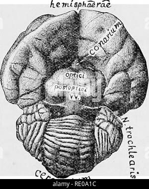 . Anatomical technology as applied to the domestic cat; an introduction to human, veterinary, and comparative anatomy. Cats; Dissection; Mammals. DORSAL ASPECT OF TBE MESENCEPHALON. 441 TMSphaerac Dien., epen., meseii., meten. are abbreviations of diencephalon, etc. So much of the preparation as is not included therein belongs to the prosencephalon. Pfl'ra.—Postgeniculatum. Th.—Thalamus. The sides of all the coelise are beveled o&amp; so as to expose their roofs more clearly. The widest portion is the metaccelia, whose proper roof (metatela) is so thin that the laminaB of the overhanging cereb Stock Photo