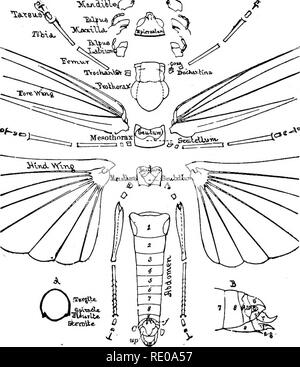 . Zoology for high schools and colleges. Zoology. ANATOMY OF INSECTS. 309 These parts are respectively called tergite, pleurite, and sternite, while the upper region of the body is called the J^tA-ctuvi.. Fig. 273.—External anatomy of Caloptenus spretus, the head and tboiax disjointed. vp, uropatagium; /, fnrcula : c, cercus.—Drawn by J. S. Kingsley. tergum, the lateral the pleurum, and the ventral or under portion the sternum.. Please note that these images are extracted from scanned page images that may have been digitally enhanced for readability - coloration and appearance of these illustr Stock Photo