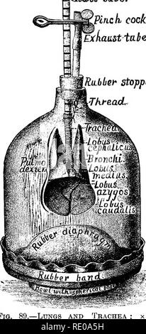 . Anatomical technology as applied to the domestic cat; an introduction to human, veterinary, and comparative anatomy. Cats; Dissection; Mammals. 310 ANATOMICAL TECHNOLOGY. glands ; it is also a temporary organ and may be entirely absent in old animals. Its function is not well understood. References to the Lungs.—Quain, A, 11, 369; Gray, A, 837 ; Chauveau, A, 493; Chauveau (Fleming), A, 466 ; Leyh, A, 444; Owen, A, III, 573; Cuvier, A, VII, 19 ; Hyrtl, A, 306 ; Gegenbaur, A, 573; Milne-Bdwards, A, II, 334 ; WiUiams (T.), A, V, 358. GUiss tube. PirLck cocL aiistia.be. RiLbbef stopper. Th.fe.cu Stock Photo