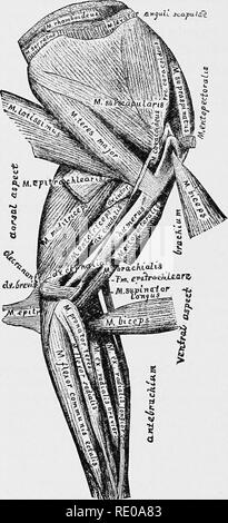 . Anatomical technology as applied to the domestic cat; an introduction to human, veterinary, and comparative anatomy. Cats; Dissection; Mammals. 262 ANATOMICAL TECHNOLOGY. Fig. 71, &quot;where their origin areas are seen to be respectively intermediate, distal and proxi- mal. It should be remembered that the names here applied to them are merely provisional. EpitrocMearis (§ 681).—The proximal end is in position; the distal tendon has been reflected ; the tendons of the two divisions of the peoto-antebi'achialis (§§ 645-647, Fig. 73), with which it is associated, have been removed. Extensor ( Stock Photo