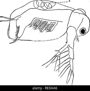 . Zoology for high schools and colleges. Zoology. 280 ZOOLOGY. asexual females, the males not appearing until the autumn, when the females lay the fertilized &quot; winter&quot; eggs, which are surrounded by a very tough shell. Dohrn observed the de- Telopment of the embryo in the summer eggs. At first the embryo has but three pairs of appendages, representing the antennae and one pair of jaws. It is thus comparable with the Nauplius of the Copepodous Entomostraca, and thus the. Pig. 237.—Sida. «, egg in brood-sac. Cladocera may be said to pass through a Nauplius stage in the egg. Afterwards m Stock Photo