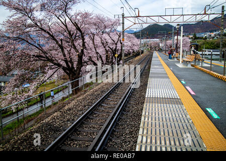 Yamanashi, Japan - 9/4/2017:  A train line and station platform next to blooming cherry blossoms in the Spring Stock Photo