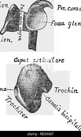 . Anatomical technology as applied to the domestic cat; an introduction to human, veterinary, and comparative anatomy. Cats; Dissection; Mammals. 156 AiXA TOMICAL TECBNOL OGY. ,§ 893. Delta Mes/)scapul(B—The delta of the mesoscapula (Fig. 44),—We suggest this as a suitable designation of the slightly elevated triangular rough surface at the vertebral end of the mesoscapula. § 394. Fossa Infraspinata—The infraspinous fossa.—This is the larger of the two ectal fossae, and is distinctly triangular in shape. It is overhung by the mesoscapula and metacromion. § 395. Fossa Supraspinata—The supraspin Stock Photo