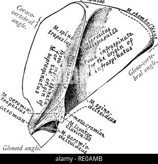 . Anatomical technology as applied to the domestic cat; an introduction to human, veterinary, and comparative anatomy. Cats; Dissection; Mammals. TBB ECTAL ASJPECT OF THE SCAPULA. 155 projects sharply entad between the Fs. glenoidea and the Mrg. coracoideus. extremity arises the M. coracoideus (Pig. 75). Midges.—See Fs. subscapular is. Tuberculum Bicipitale.—See Kg. 45. § 390. Description From its ^^^-. of Fig. 44.—The eotal aspect of the scapula. The principal feature of this surface is the sub- triangular lamina which projects therefrom; its direction is approximately longitudinal, but it is Stock Photo