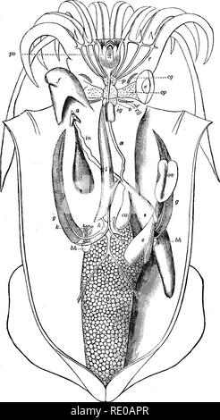 . Zoology for high schools and colleges. Zoology. Fig. 208.—Anatomy of common squid.—Drawn by J. S. Eingsley, from the author's diBgectlons. The brain (d) in nature ia sitnated above the oesophagus.. Please note that these images are extracted from scanned page images that may have been digitally enhanced for readability - coloration and appearance of these illustrations may not perfectly resemble the original work.. Packard, A. S. (Alpheus Spring), 1839-1905. New York, H. Holt and Company Stock Photo