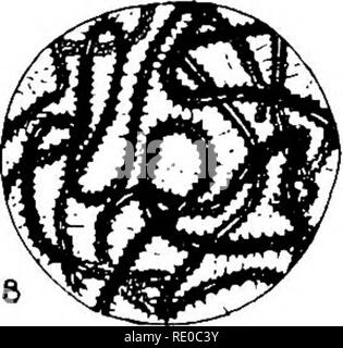 . The germ-cell cycle in animals . Cells. . Please note that these images are extracted from scanned page images that may have been digitally enhanced for readability - coloration and appearance of these illustrations may not perfectly resemble the original work.. Hegner, Robert William, 1880-1942. New York : The Macmillan Company Stock Photo