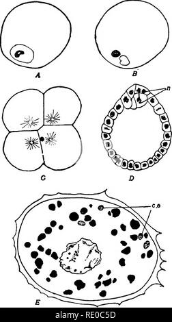 . The germ-cell cycle in animals . Cells. 184 GERM-CELT. CYCLE IN ANIMALS A similar interpretation is given by Haecker for the cytoplasmic inclusion (&quot; Spermakern&quot;) found by Boveri (1890) in Tiara. Similarly the &quot;Kleinkern&quot; which Chun (1891) discovered in the egg cells of Ste- phanophyes su- perba, and the bodies described by Hertwig (1878) near the matura- tion spindles of Mytilus and Sa- gitta, resemble very closely the metanucleolus of Mquorea. Furthermore, the metanucleolus is considered by Haecker homolo- gous to the &quot;Par- acopulationszelle described by Weis- mann Stock Photo