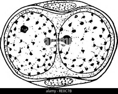 . The germ-cell cycle in animals . Cells. D. Please note that these images are extracted from scanned page images that may have been digitally enhanced for readability - coloration and appearance of these illustrations may not perfectly resemble the original work.. Hegner, Robert William, 1880-1942. New York : The Macmillan Company Stock Photo