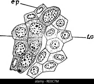 . The germ-cell cycle in animals . Cells. ^pg. Please note that these images are extracted from scanned page images that may have been digitally enhanced for readability - coloration and appearance of these illustrations may not perfectly resemble the original work.. Hegner, Robert William, 1880-1942. New York : The Macmillan Company Stock Photo