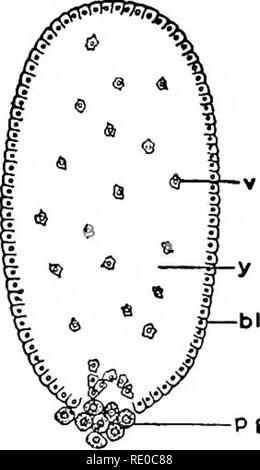 . The germ-cell cycle in animals . Cells. . Please note that these images are extracted from scanned page images that may have been digitally enhanced for readability - coloration and appearance of these illustrations may not perfectly resemble the original work.. Hegner, Robert William, 1880-1942. New York : The Macmillan Company Stock Photo