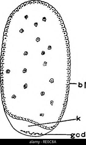 . The germ-cell cycle in animals . Cells. . Please note that these images are extracted from scanned page images that may have been digitally enhanced for readability - coloration and appearance of these illustrations may not perfectly resemble the original work.. Hegner, Robert William, 1880-1942. New York : The Macmillan Company Stock Photo