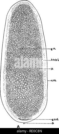 . The germ-cell cycle in animals . Cells. . Please note that these images are extracted from scanned page images that may have been digitally enhanced for readability - coloration and appearance of these illustrations may not perfectly resemble the original work.. Hegner, Robert William, 1880-1942. New York : The Macmillan Company Stock Photo