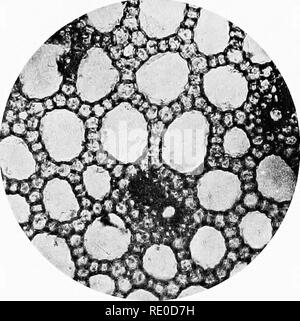 . Photo-micrographs and how to make them. Photomicrography. Plate IX. Fig. i.. Please note that these images are extracted from scanned page images that may have been digitally enhanced for readability - coloration and appearance of these illustrations may not perfectly resemble the original work.. Sternberg, George Miller, 1838-1915. Boston, J. R. Osgood and company Stock Photo