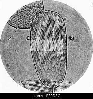 . Photo-micrographs and how to make them. Photomicrography. Fig. 3.. Please note that these images are extracted from scanned page images that may have been digitally enhanced for readability - coloration and appearance of these illustrations may not perfectly resemble the original work.. Sternberg, George Miller, 1838-1915. Boston, J. R. Osgood and company Stock Photo