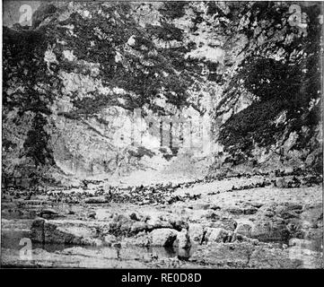 . The fur seals and fur-seal islands of the North Pacific ocean. Sealing; Seals (Animals). &quot;â âZAPALATA. ROOKERY, COPPER ISLAND, FROM A PHOTOGRAPH BY COLONEL VOLOSHINOF TO SHOW DISTRIBUTION OF SEALS IN 1885. SAME STANDPOINT AS PLATE 56.. 6.âSIKATCHINSKAYA BUKHTA ROOKERY, COPPER ISLAND, FROM A ROCK OFF THE ROOKERY, Photograph by N. Grebnitski, August 8, 1895.. Please note that these images are extracted from scanned page images that may have been digitally enhanced for readability - coloration and appearance of these illustrations may not perfectly resemble the original work.. United State Stock Photo