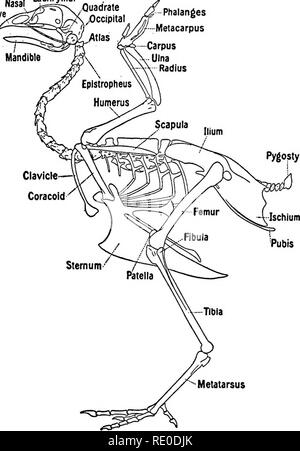 . Metatarsus Fig. 1. The skeleton of the fowl. (Bradley) The thoracic ...