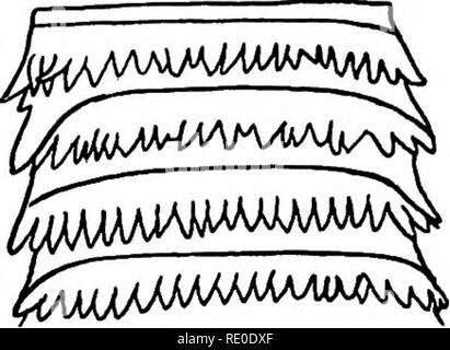 . Parasites and parasitosis of the domestic animals : the zooÌlogy and control of the animal parasites and the pathogenesis and treatment of parasitic diseases . Domestic animals. TiENIASIS 177 segments are broader than long, having the uterus transverse and the genital pores double or irregularly alternate. The segments have long fringes on their posterior borders (Fig. 93). Length, six inches or more. Its larval form is unknown. Occurrence and Symptoms.âAll of these worms live in the small intestine. As nothing is yet known of their cystic forms, the mode of infection remains undetermined. C Stock Photo