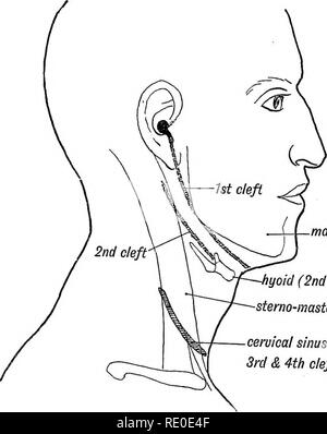 . Human Embryology And Morphology. Embryology, Human; Morphology. The 