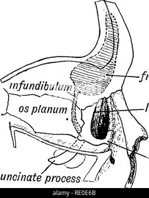 . Human embryology and morphology. Embryology, Human; Morphology. 2