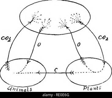 . Outlines of the comparative physiology and morphology of animals. Anatomy, Comparative; Physiology, Comparative. RELATIONS OF THE THREE KINGDOMS. s are incapable of locomotion. What, then, are the dif- ferences ? i. Sensation and Volition.âDoubtless conscious sensation and voluntary motion are characteristic of animals, but the difficulty is in applying the test. We conclude, and probably rightly, that the motions of plants are unconscious and involuntary. In the case of any motion, if we could be certain that it was at- tended with consciousness, we would rightly conclude that the moving th Stock Photo