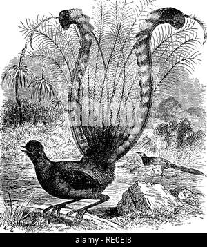 . Zoology for high schools and colleges. Zoology. SlNiJ^lJSht BlHDti. 653 This bird, with tail feathers so strikingly developed (Fig. 477), is so peculiar among higher Passeres that it has been proposed to separate it, with certain probable allies, from all the rest. The Oscines are represented by a host of species. These birds stand at the head of their class ; and as they are mostly ^Vr. Pig. 477. —The Lyre-bird of Australia (JHenura euperba). of small size, it may be said of them that they excel in qual- ity, not quantity ; most of them sing, being highly wrought, exquisite winged gems. Am Stock Photo