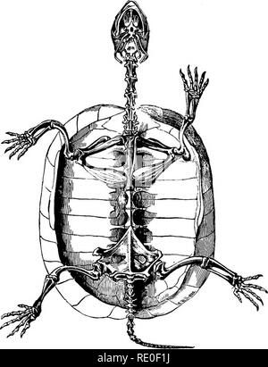 . Zoology for high schools and colleges. Zoology. A2fATOMY OF THE TUBTLE. 505 ing forms, yet they have some afBnities with the Batrachia. They are distinguished from the other reptiles by the shell, the upper part forming tlie carapace, and the lower the plastron ; these two parts unite to form a case or box within. Pig. 444.—Skeleton of Buropean Tortoise, with tlie plastron or under shell removed -After Owen. which the turtle can retract its head and limbs and tail. Owing to the presence of the carapace, the dorsal vertebrae are immovable, and the ribs do not move upon the vertebrae. The bon Stock Photo