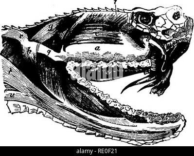 . Zoology for high schools and colleges. Zoology. POISONOUS SNAKES. 499 The Salenoglypli poisonous snakes may always be recog- nized by their broad, flattened heads, and usually short thick bodies. The poison gland of the rattlesnake (Pig. 443, a) is a modified salivary gland. The two fangs are modifications of maxillary teeth, each of which has been, so to speak, pressed flat, with the edges bent towards each other, and soldered together, so as to form a hollow cylinder open at both ends, the poison duct leading into the basal opening. &quot;When the fangs strike into the flesh, the muscles c Stock Photo