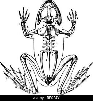 . Zoology for high schools and colleges. Zoology. 4G6 ZOOLOGY. Labyrinthodonts such as Rhiachitomus, the vertebra are ossified, but the centra consist of three j)ieces. In Oricotus there are two kinds of bodies, centra and intercentra. The ribs are rudimentary, except in the blind-worms (C'cBcilia). The skull is usually broad and flattened ; it differs from that of fishes in having no bones representing the operculum, suboperculum, interoperculum, or branchiostegal bones ; but a membrane bone probably homologous with the preopercu- lum is said to exist. The maxillary are usually and the pre- m Stock Photo