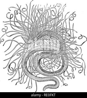 . Zoology for high schools and colleges. Zoology. SILURIAN WORM TRACKS. 217 especially on the coast of Brazil. The minute nautilus-like shells of Spirorbis live attached to the fronds of sea-weeds, especially the different kinds of Fucus.. Fig. 154.—Cirratulus grandis.—After Verrill, Many sea-worms are highly phosphorescent,the light emit- ted being intensely green. The tracks of worms like the Nereis of to-day occur in the lower Silurian slates; their bristles, however, were spinulose, as in the larval worms. Thus the type, though highly specialized, has, unlike most specialized groups, a hig Stock Photo