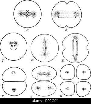 . The germ-cell cycle in animals . Cells. ACCOUNT OF THE GERM-CEXL CYCLE 45. FiQ. 10. — Diagrams showing the essential facts of reduction in the male. The somatic number of chromosomes is supposed to be four. A, B, division of the spermatogonia, showing the full number (four) of chromosomes. C, primary spermatocyte preparing for division; the chromatin forms two tetrads. D, E, F, first division to form two secondary spermatocytes, each of which receives two dyads. G, H, division of the two secondary spermatocytes to form four spermatids. Each of the latter receives two single chromosomes and a Stock Photo