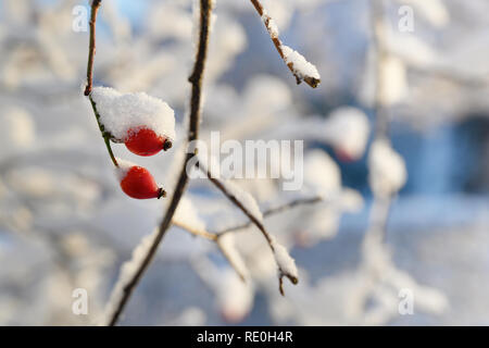 two rose hips on a twig covered with snow, copy space, selected focus, narrow depth of field Stock Photo