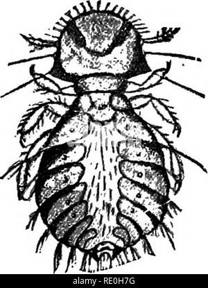 . Diseases of poultry; their etiology, diagnosis, treatment, and prevention. Poultry. External Parasites 207 closely resembles M. pallidum, is also sometimes found. These are active lice living on all parts of the body. They often crawl on to the hands when handling or plucking birds, and may sometimes be found in the nests. There are several other lice which some- times infest poultry. Each of these species is confined to a special region of the host. Although capable of crawling about, the lice of these species for the most part remain nearly stationary, often with their heads buried in the  Stock Photo