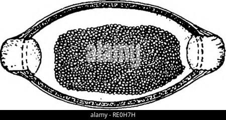 . Parasites and parasitosis of the domestic animals : the zooÌlogy and control of the animal parasites and the pathogenesis and treatment of parasitic diseases . Domestic animals. 300 PARASITES OF THE DOMESTIC ANIMALS. Fig. 161.âTrichuris ovis. Egg. x600. (After Ransom, Bull. No. 127, Bureau An. Ind., U. S. Dept. Agr.). portion enlarged. The female â measures 35-50 mm. (1 3/8-2 inches) in length, the anterior slender portion constituting about two-thirds of the total length. The length of the male is 33-40 mm. (1 5/16-1 9/16 inch), the anterior part about five-eighths of the total. The eggs ar Stock Photo