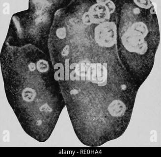 . Diseases of poultry; their etiology, diagnosis, treatment, and prevention. Poultry. Diseases of the Liver 95 to this disease. In certain portions of this country where once turkey raising was a promising industry it has practi- cally vanished because of this disease. The disease is not usually as fatal to adult chickens but may cause very serious losses at times. It is believed by several prominent investi- gators of this disease that white diarrhea, so destructive to young chicks, is caused by the same organism as blackhead. (For further discussion of this see Chapter XVIII.) The cause of b Stock Photo