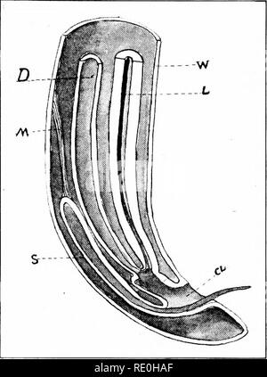 . Parasites and parasitosis of the domestic animals : the zooÌlogy and control of the animal parasites and the pathogenesis and treatment of parasitic diseases . Domestic animals. â â¢218 PARASITES OF THE DO.MESTIC ANIMALS a,iius the alimoiitan' canal is usually a uniform tube with little or no flexion. The nervous system consists of a nerve ring surrounding the esophagus, and of the nerves given off from this ring passing forward and I^ack, the largest of which are in the dorsal and ventral lines. Along the course of these nerves there are ganglionic cells, ])ut there is no massing to form tr Stock Photo