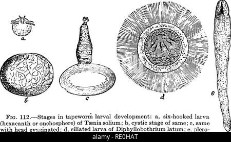 larvas de tenia solium