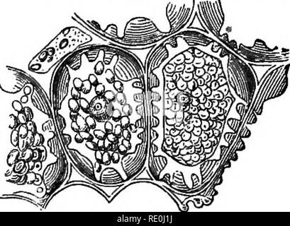 . How crops grow. A treatise on the chemical composition, structure and life of the plant, for students of agriculture ... Agricultural chemistry; Growth (Plants). Fig. 31.. Fig. 32.. Please note that these images are extracted from scanned page images that may have been digitally enhanced for readability - coloration and appearance of these illustrations may not perfectly resemble the original work.. Johnson, Samuel William, 1830-1909. New York, Orange Judd company Stock Photo