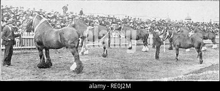 . Veterinary inspection of stallions for government certificate of soundness and approval. Horses. List of Certificated Stallions. List of Certificated Stallions—continued. Name of Hu Age, Ponies—continued. Sultan Aged H. Gordon Tatura 24.8.07 W.R. Sultan Aged M. Plante Horsham 18.7.07 s.s.e. Sunrise (Arab) 6 years A. Ferguson Elmore Show 25.9.07 W.R, Taffy (Welsh) 5 years A. Williams Traralgon Show 13.11.07 W.R. Tarn Aged —. Quinn Campevdovvn Show .. 26.9.07 W.J.C. Tarn O'Shanter 6 years H. Burness Benalla 17.8.07 s.s.e. Tarn O'Shantcr Aged J. M. Jones Jeparit Show 16.10.07 W.J.C. Teviot (Ara Stock Photo