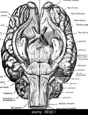 . Crus cerebri Great oblique fissure j Pons Varol Trapezium Lnteral ...