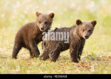 Close up of two brown bear cubs standing in a swamp after rain, Finland. Stock Photo