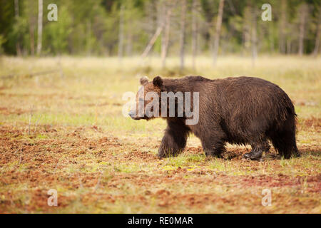 Close up of Eurasian brown bear (ursos arctos) male crossing a swamp, summer in Finland. Stock Photo
