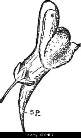 . The elements of botany embracing organography, histology, vegetable physiology, systematic botany and economic botany ... together with a complete glossary of botanical terms. Botany. . Please note that these images are extracted from scanned page images that may have been digitally enhanced for readability - coloration and appearance of these illustrations may not perfectly resemble the original work.. Kellerman, William Ashbrook, 1850-1908. Philadelphia, J. E. Potter and Company